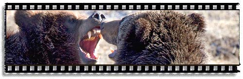 Grizzly Bear Play added to tenbestphotos.com