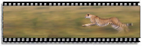 Laura to spend summer in The Cheetah Capital of the World