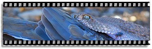 BirdSnakes added to tenbestphotos.com